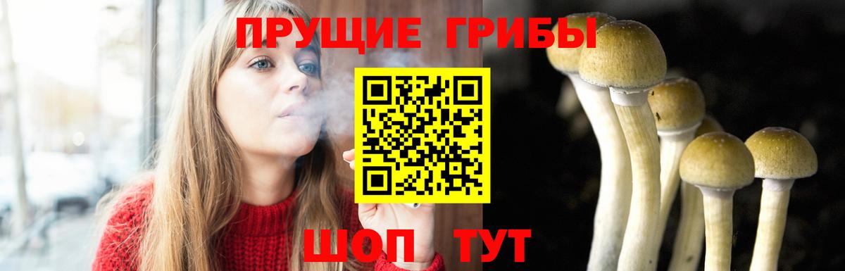 Галлюциногенные грибы Psilocybe Валуйки